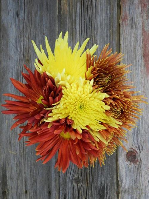 FALL PACK-BUTTERSCOTCH, BRONZE, RED, YELLOWS  SEASONAL DISBUDS/MUMS
